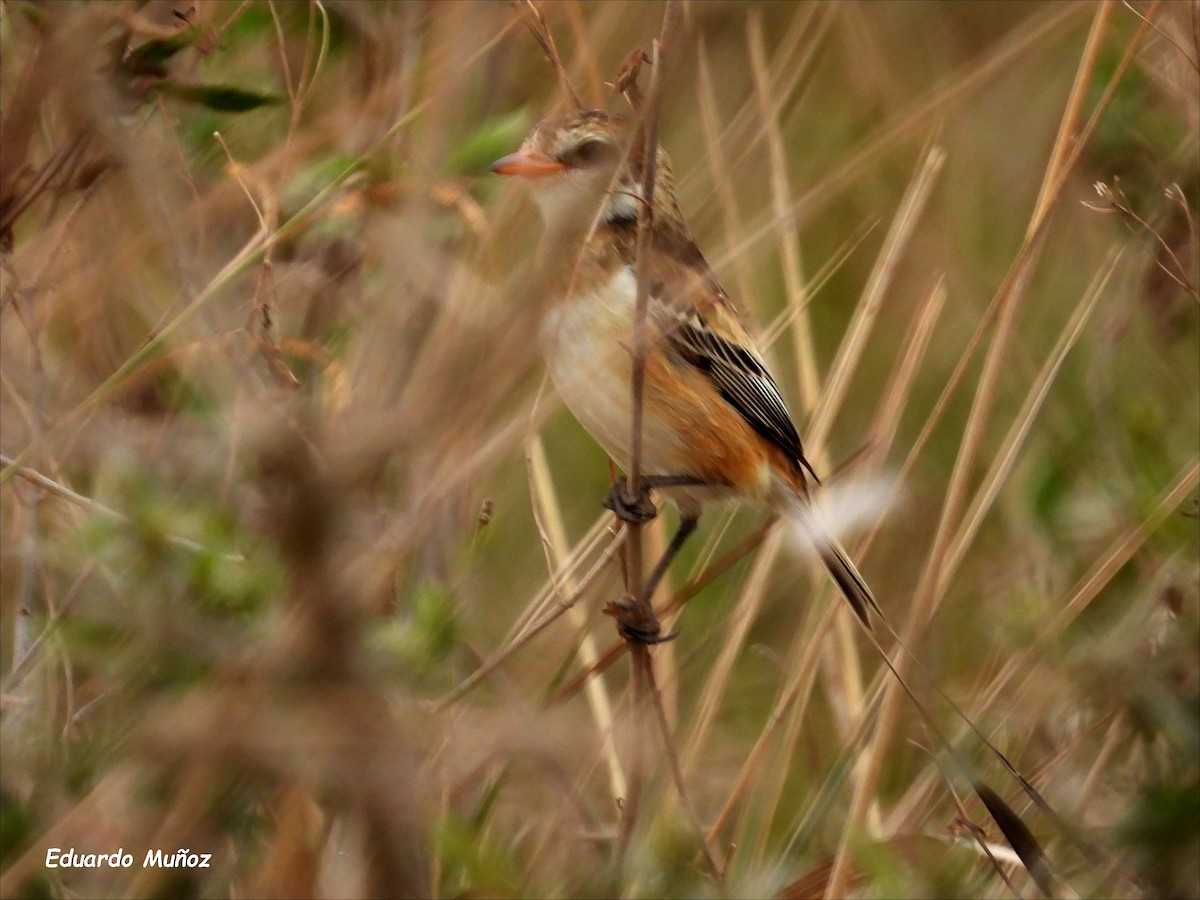 Strange-tailed Tyrant - ML622233674