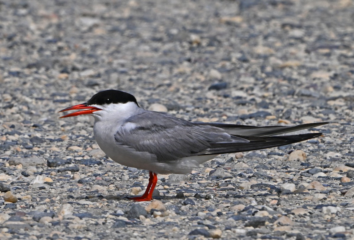 Forster's Tern - ML622233698