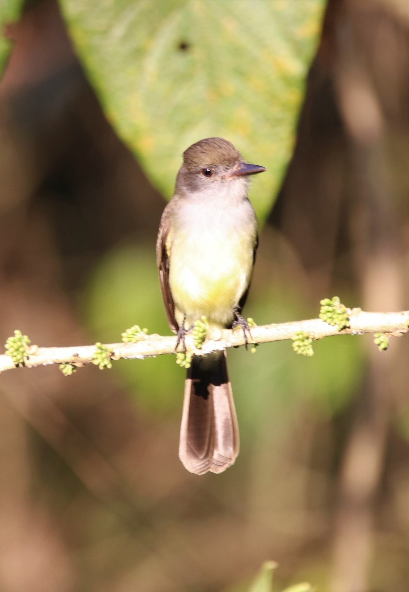 Swainson's Flycatcher - ML622233702