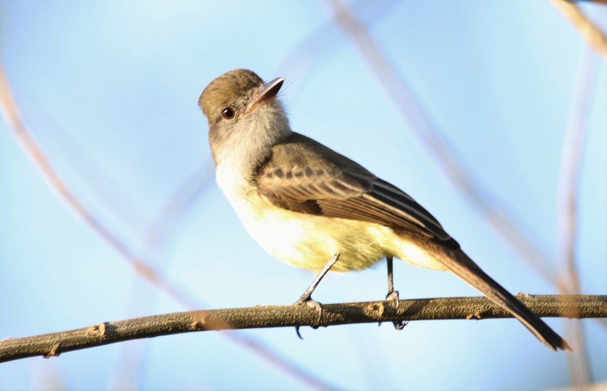 Swainson's Flycatcher - ML622233703