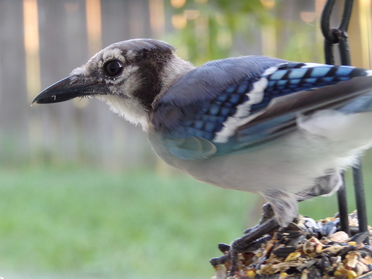 Blue Jay - ML622233709