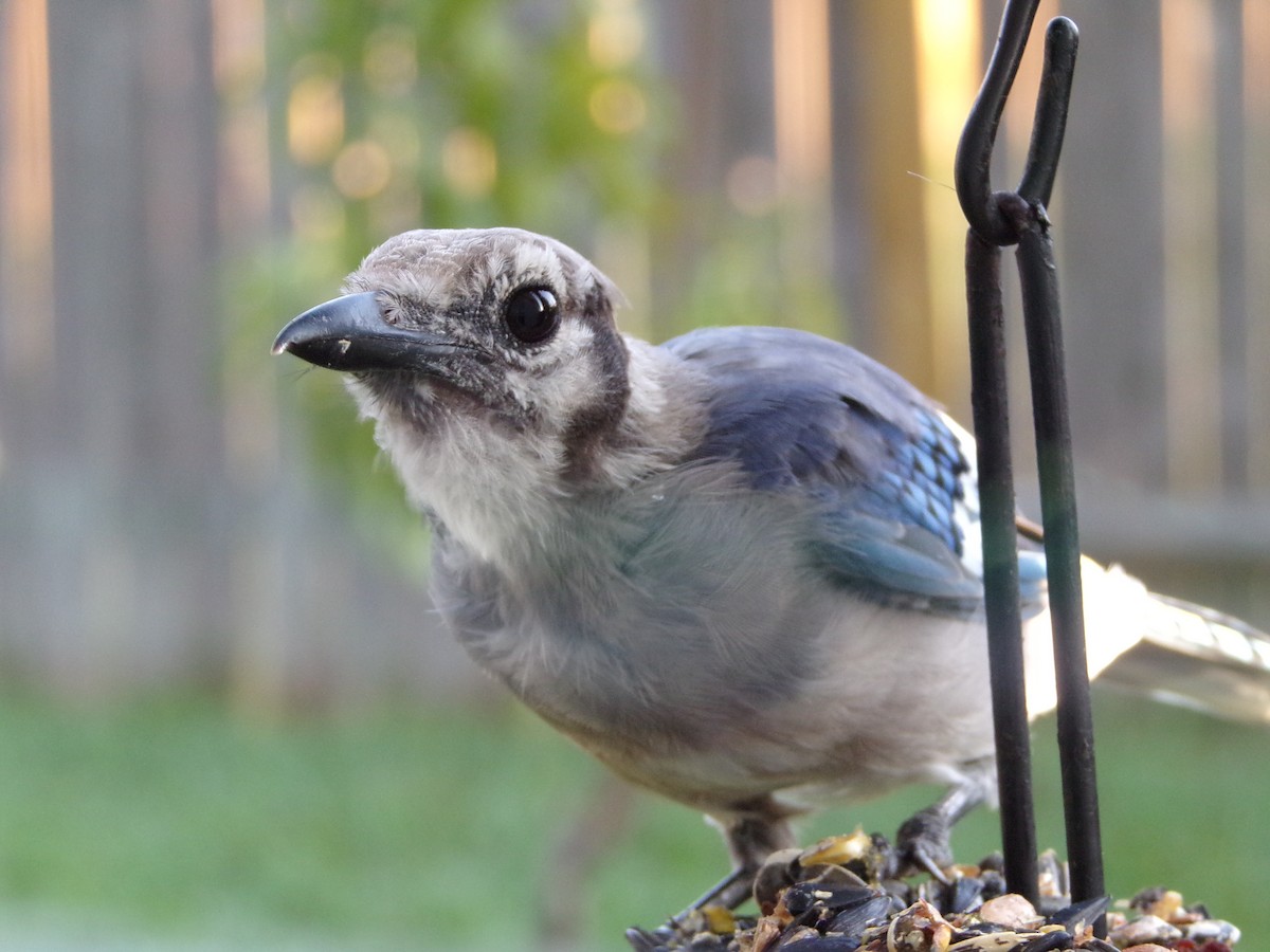 Blue Jay - ML622233710