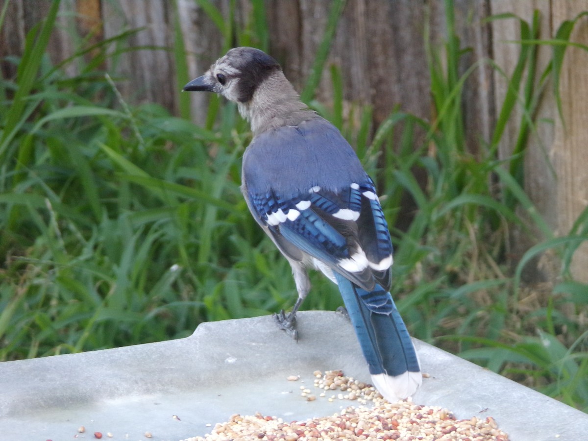 Blue Jay - ML622233712