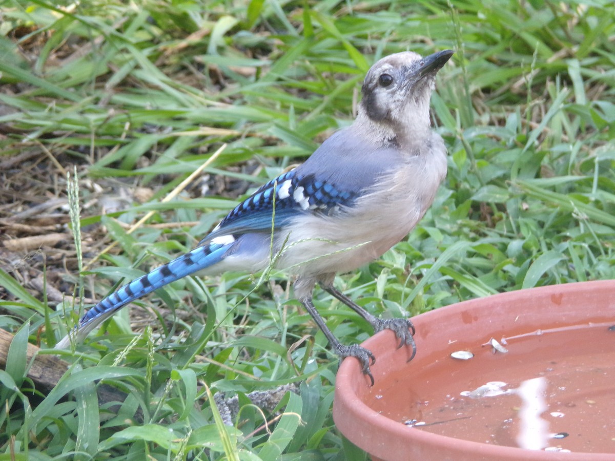 Blue Jay - ML622233713