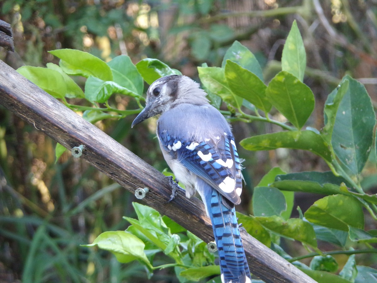 Blue Jay - ML622233714