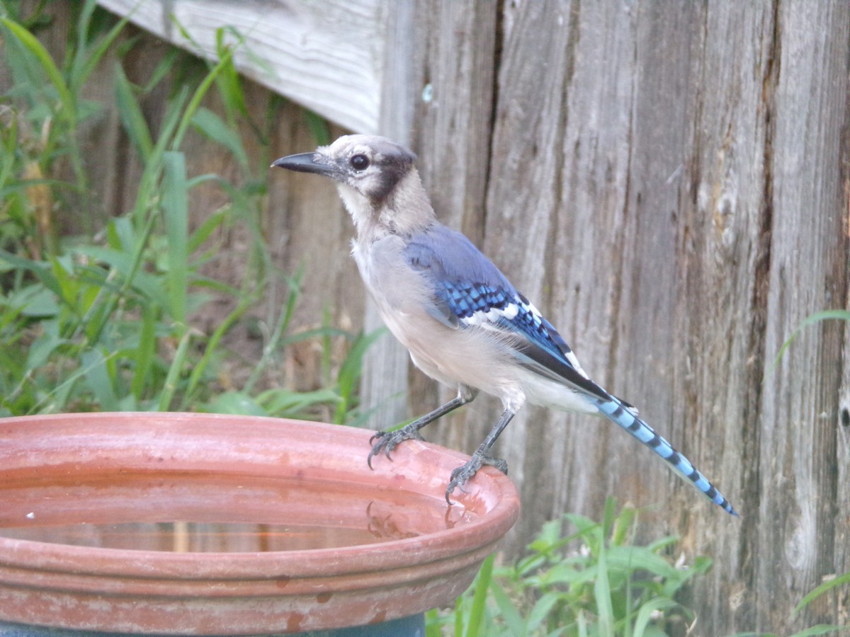 Blue Jay - ML622233715