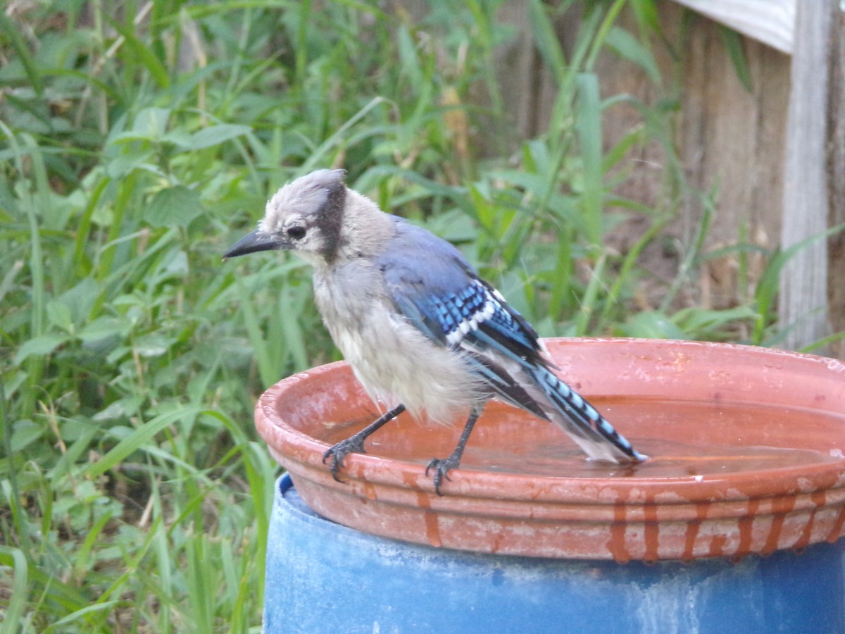 Blue Jay - ML622233717