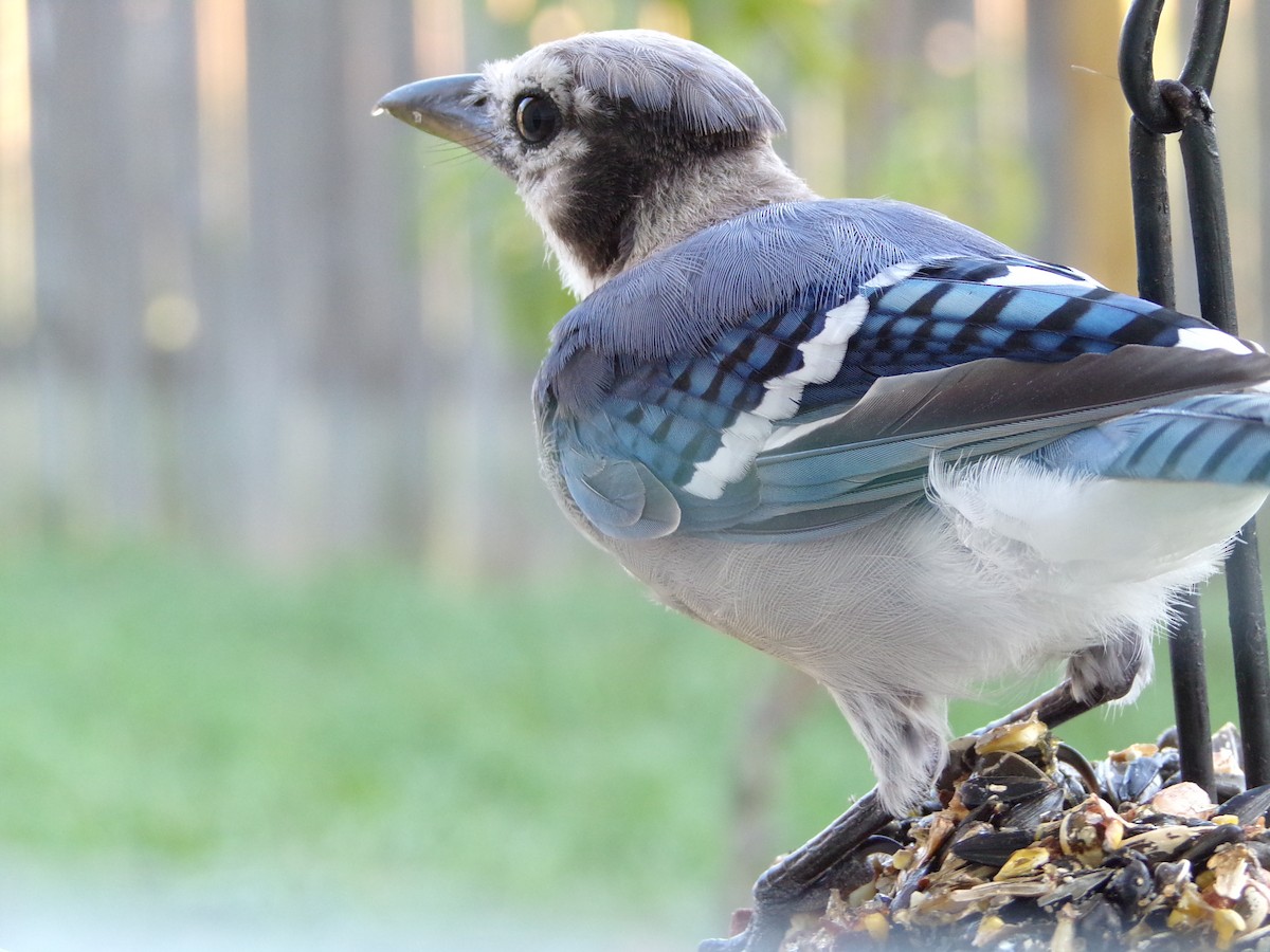 Blue Jay - ML622233718