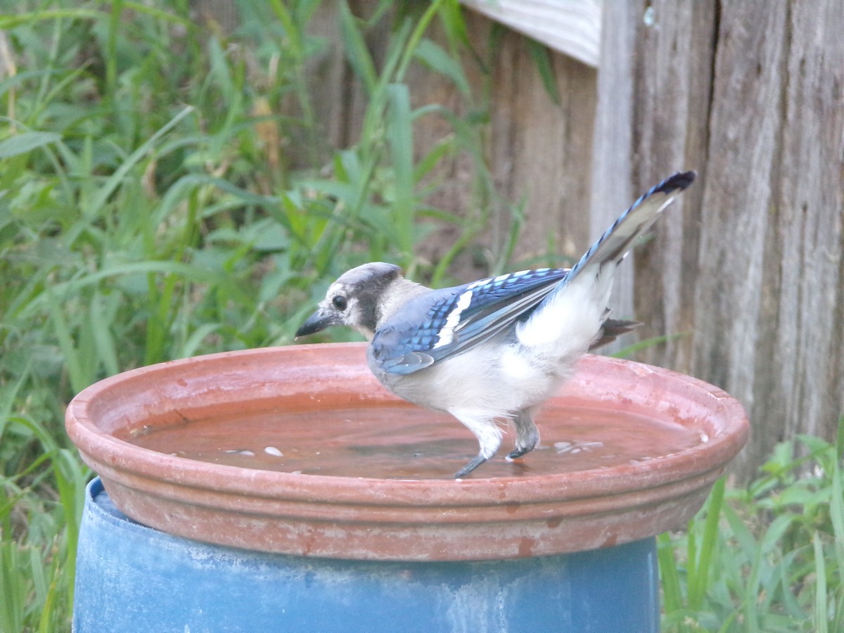 Blue Jay - ML622233720