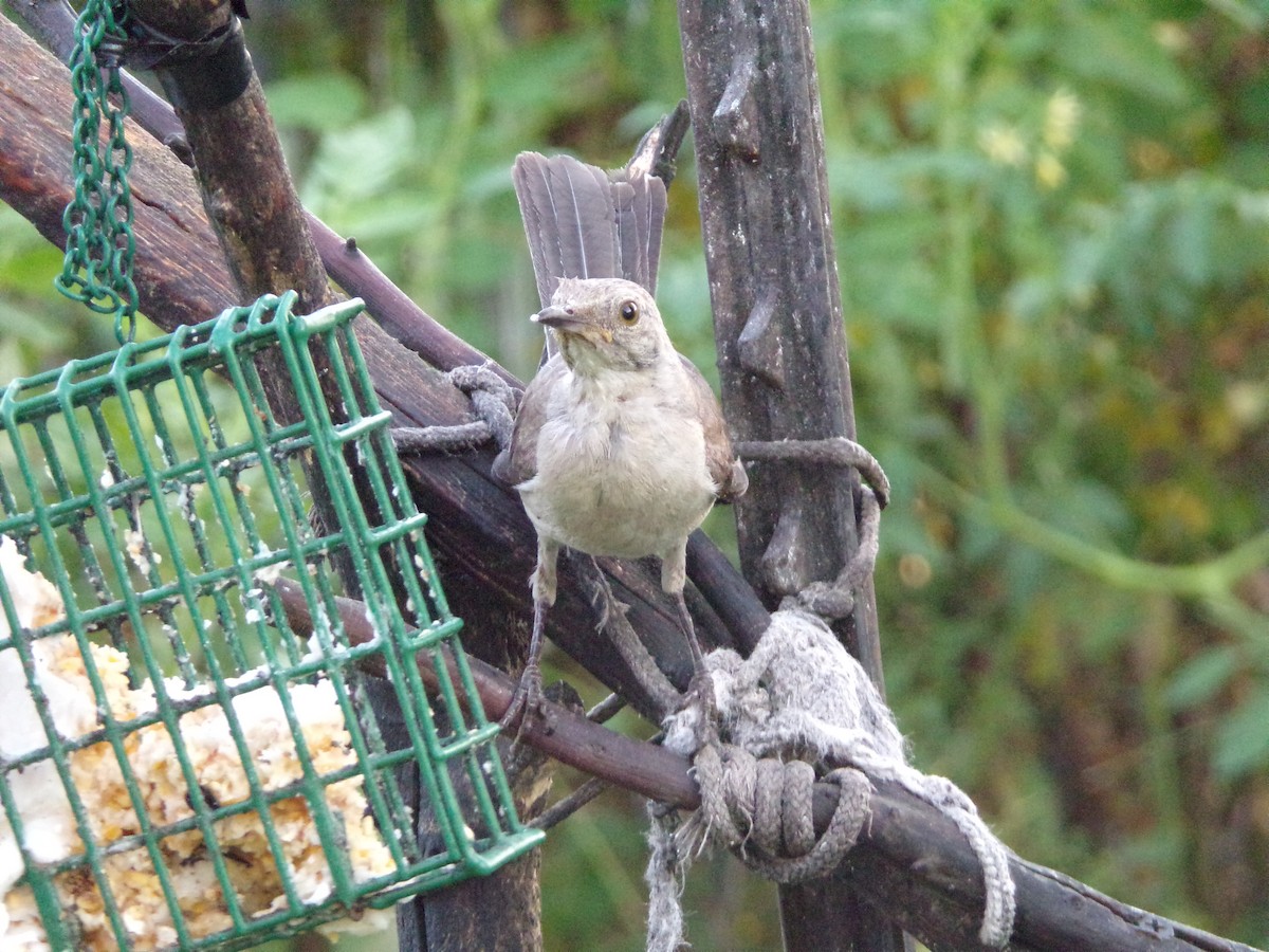 Northern Mockingbird - ML622233726