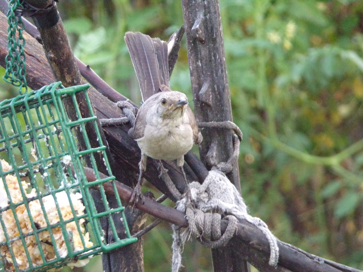 Northern Mockingbird - ML622233727