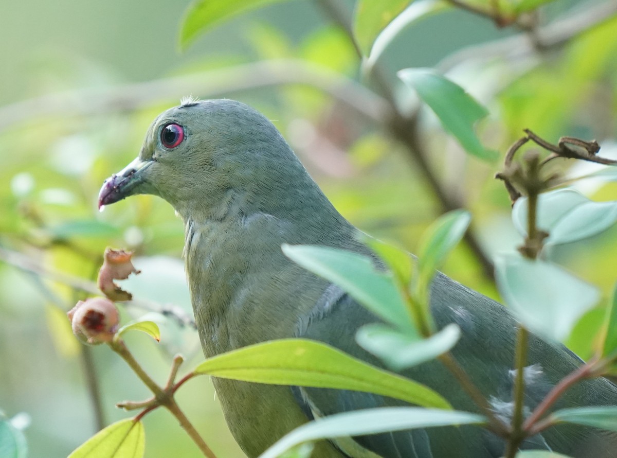 Pink-necked Green-Pigeon - ML622233728