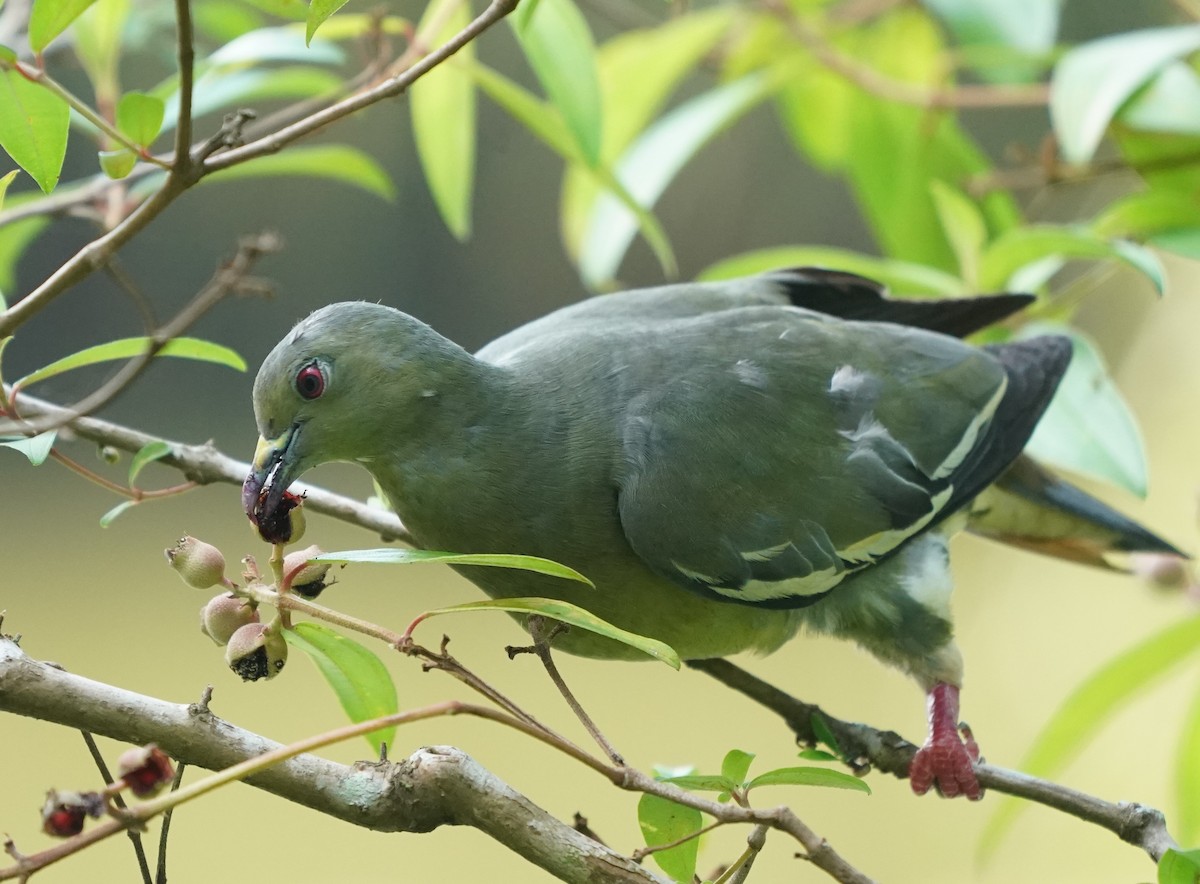 Pink-necked Green-Pigeon - ML622233729