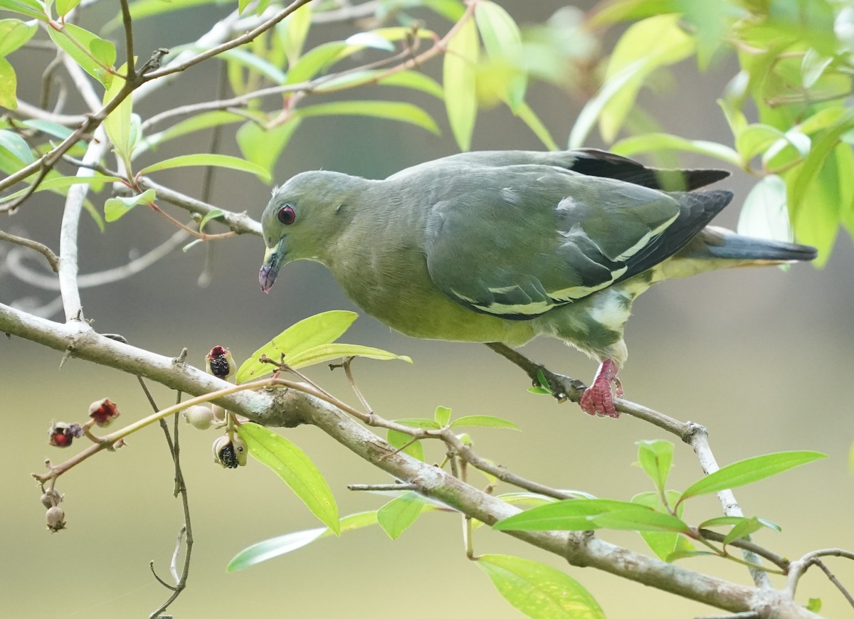 Pink-necked Green-Pigeon - ML622233730