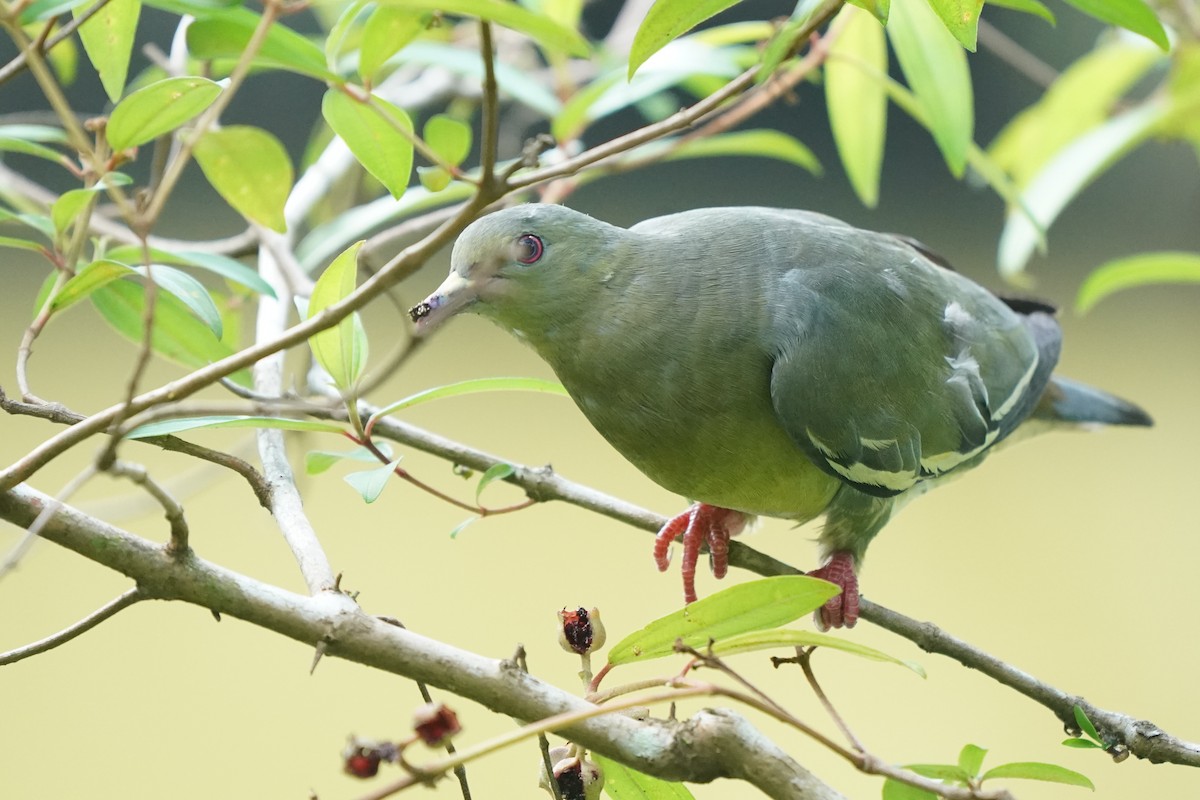 Pink-necked Green-Pigeon - ML622233731