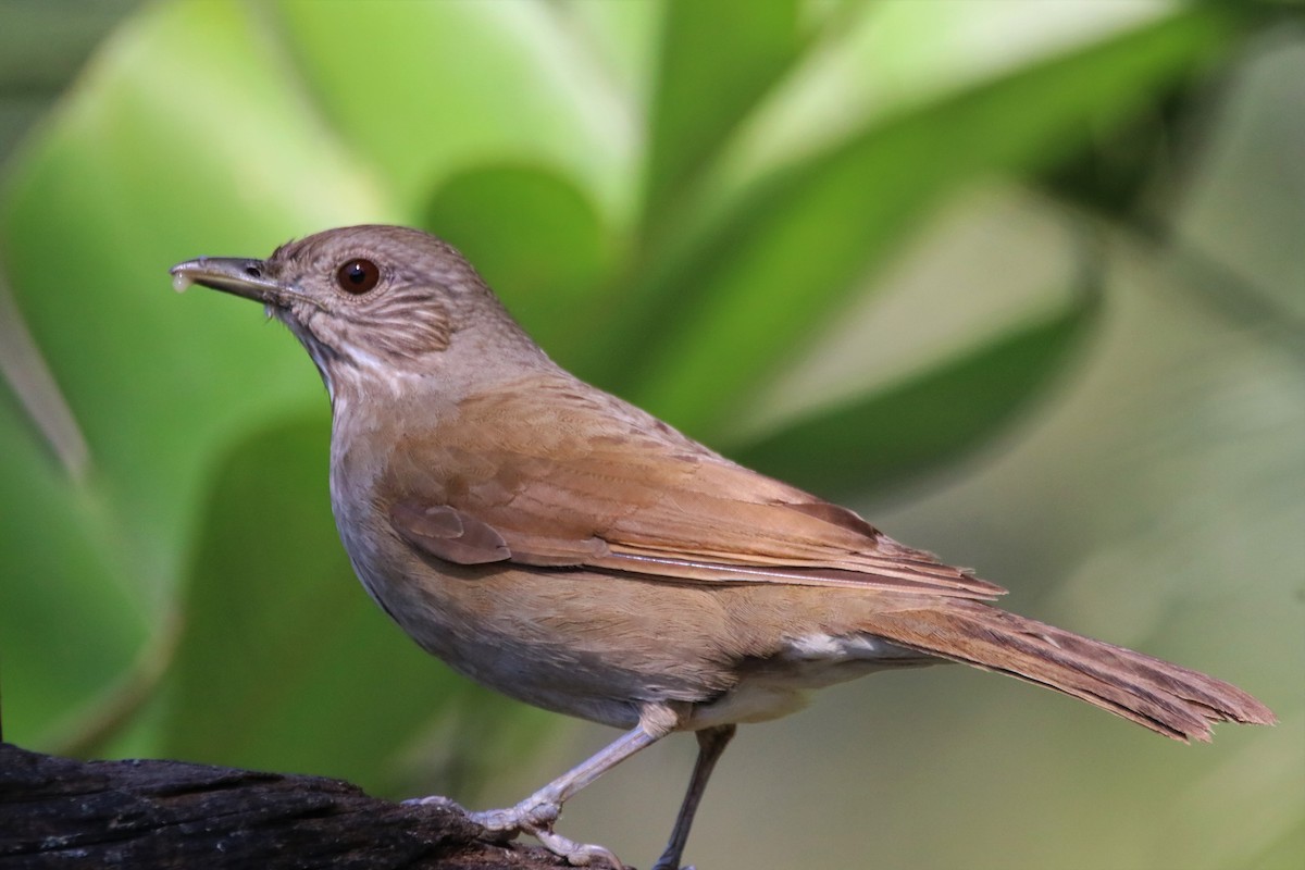 Pale-breasted Thrush - ML622233732