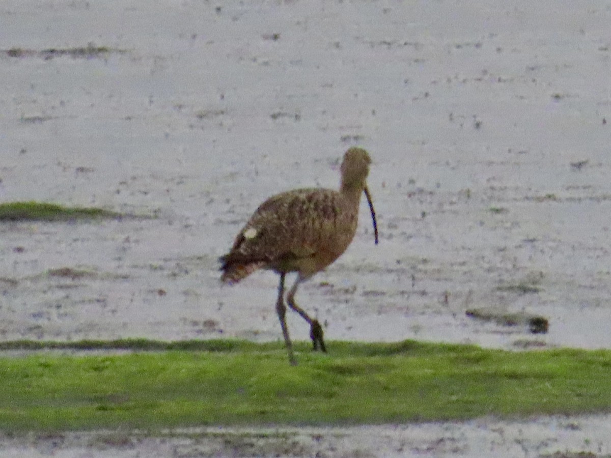 Long-billed Curlew - ML622233845