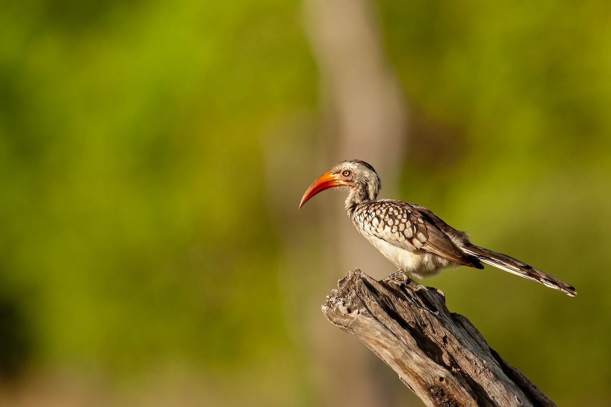 Southern Red-billed Hornbill - ML622233921