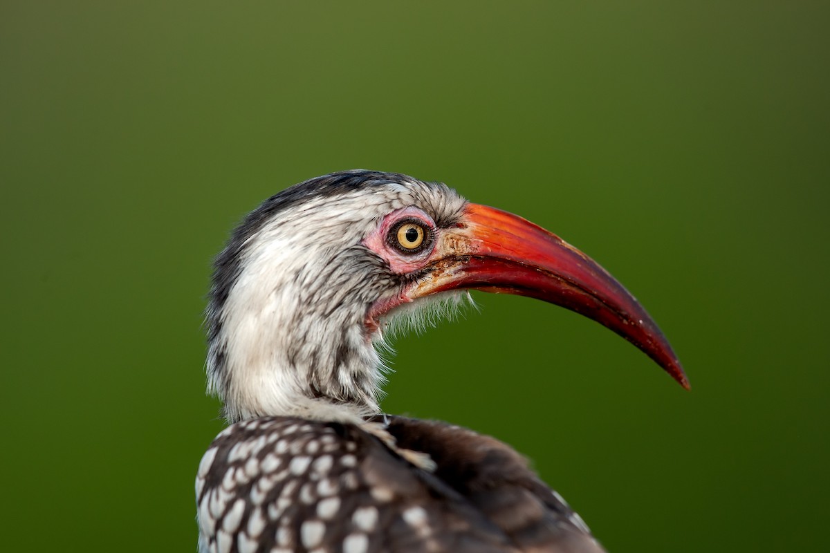 Southern Red-billed Hornbill - ML622233923