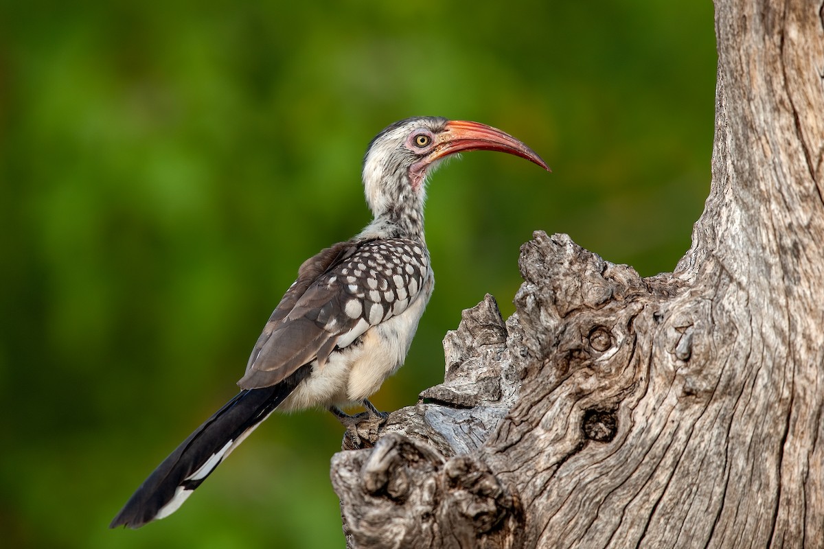 Southern Red-billed Hornbill - ML622233925