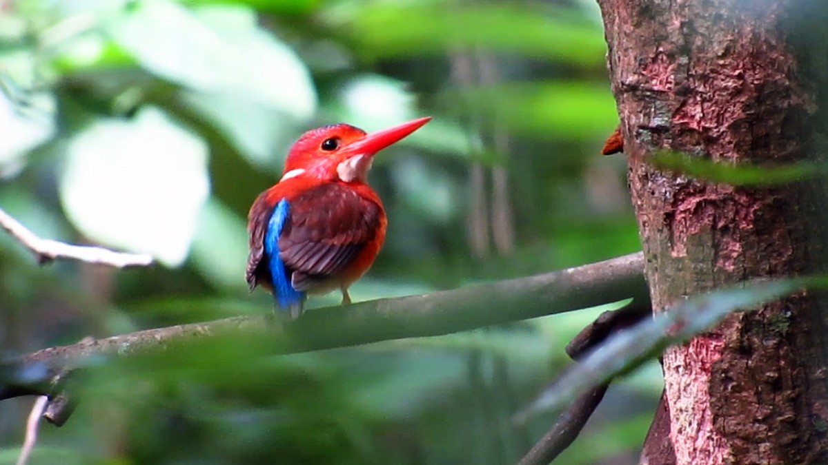 Sulawesi Dwarf-Kingfisher - ML622233936