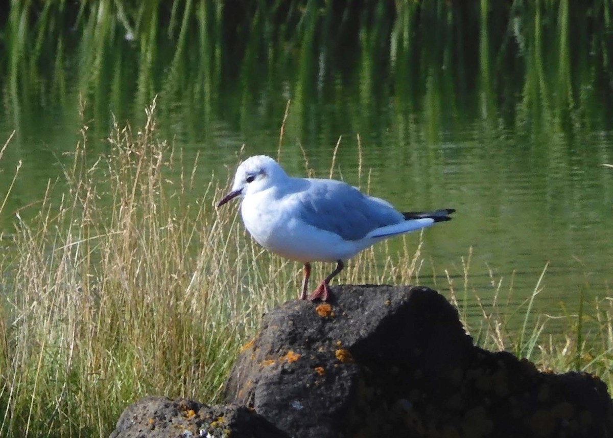 Mouette rieuse - ML622233937