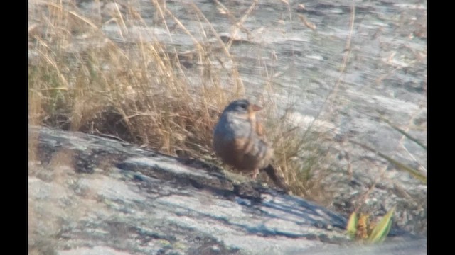 Cretzschmar's Bunting - ML622233946