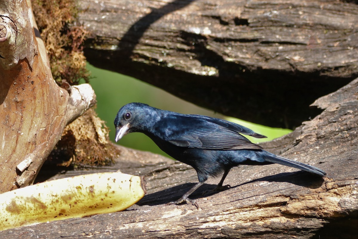 White-lined Tanager - Haydee Cabassi