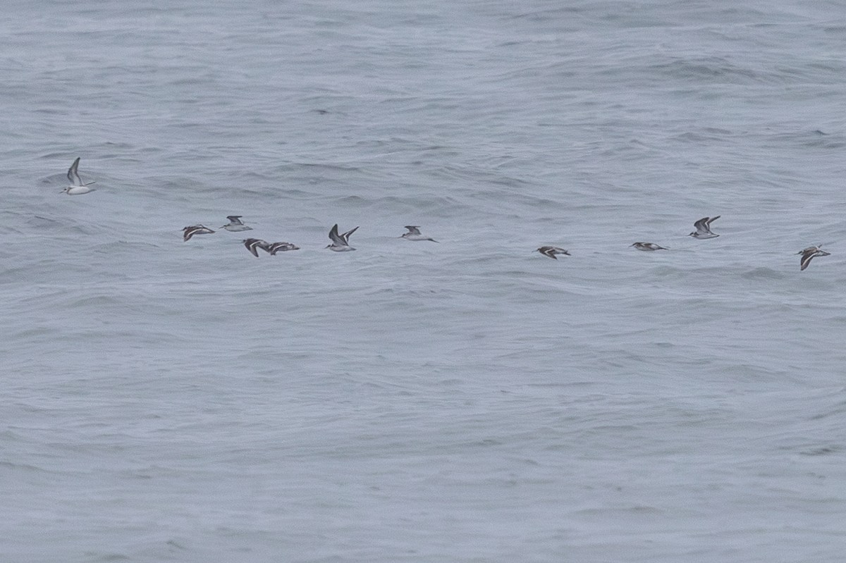 Bécasseau sanderling - ML622233953