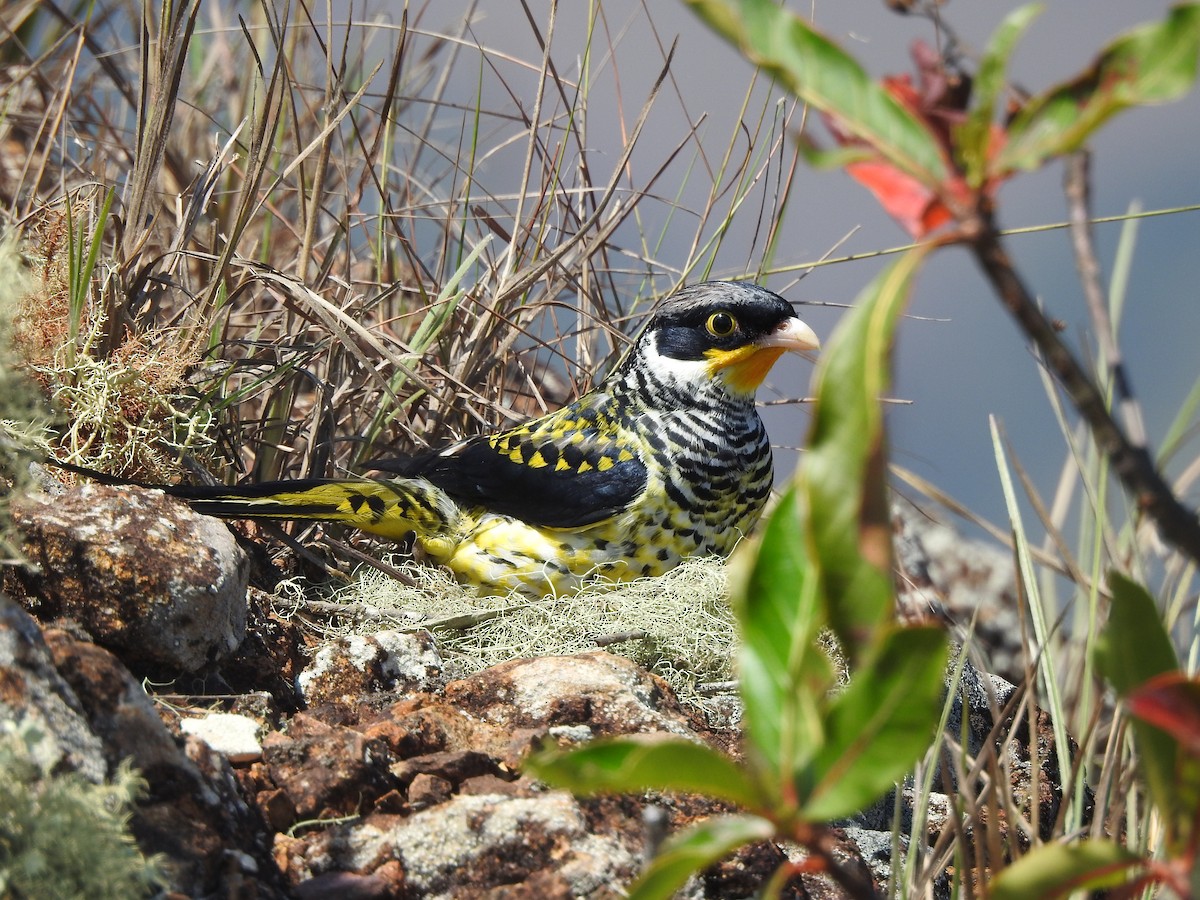 Swallow-tailed Cotinga (Palkachupa) - ML622234035