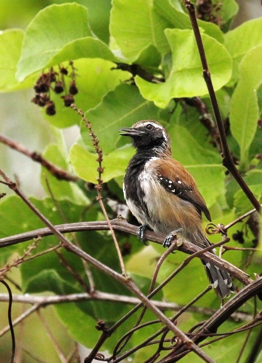 Rusty-backed Antwren - ML622234042