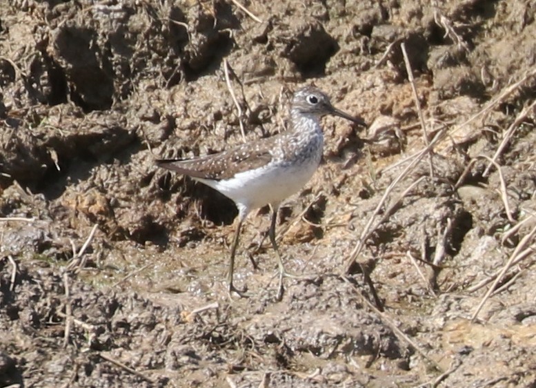 Solitary Sandpiper - ML622234044