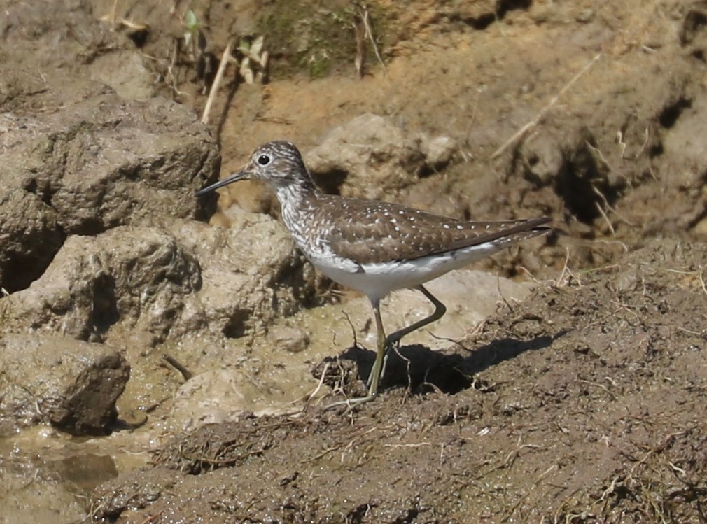 Solitary Sandpiper - ML622234045