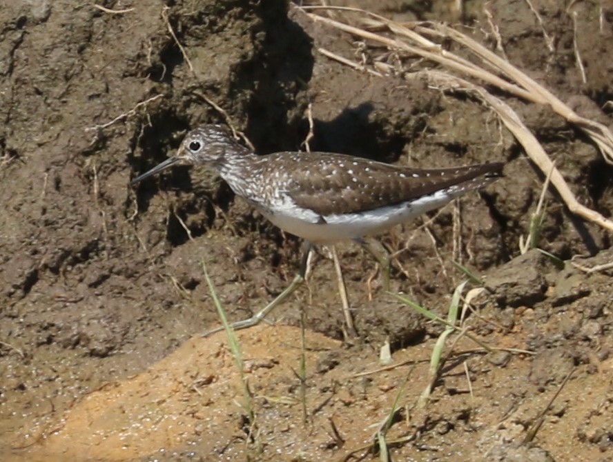 Solitary Sandpiper - ML622234046