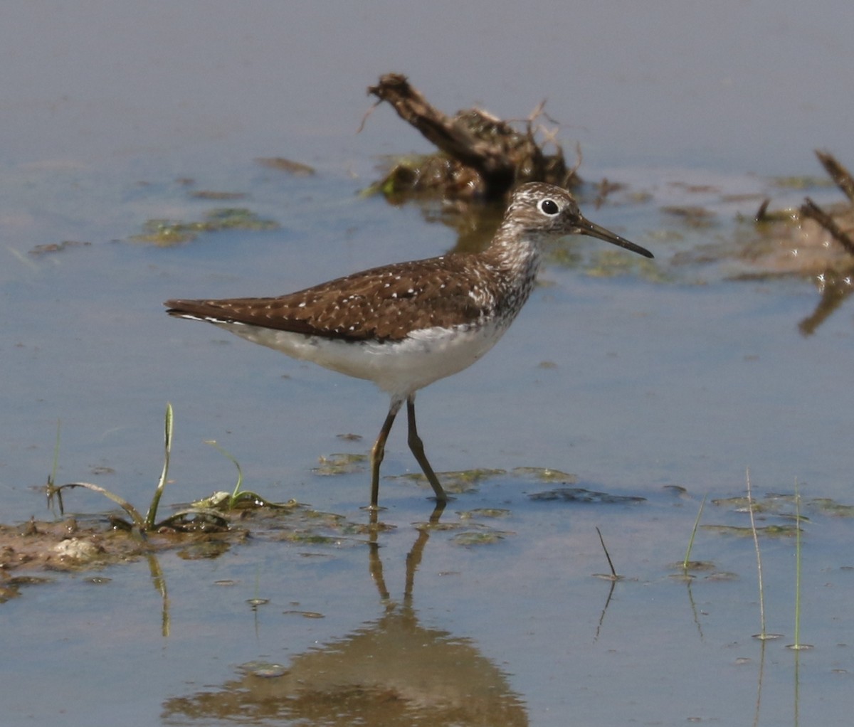 Solitary Sandpiper - ML622234047