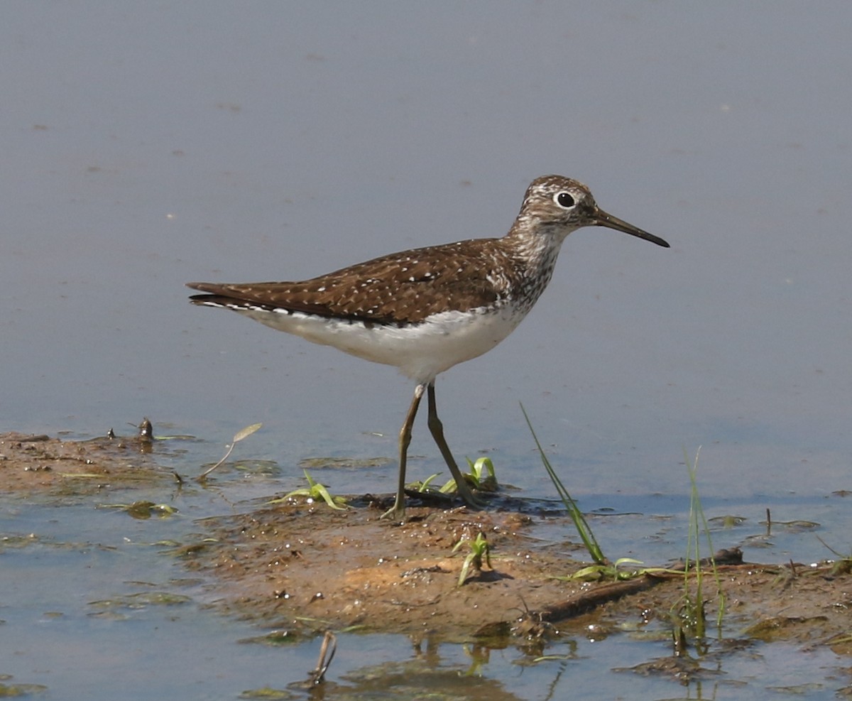 Solitary Sandpiper - ML622234048