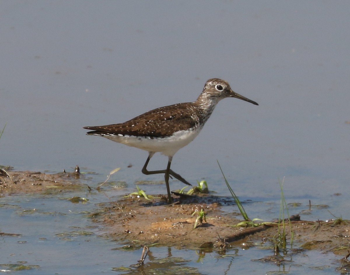 Solitary Sandpiper - ML622234049