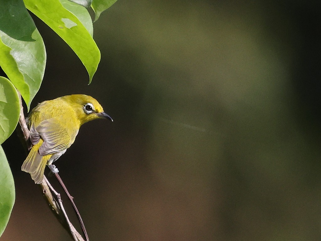 Indian White-eye - ML622234050