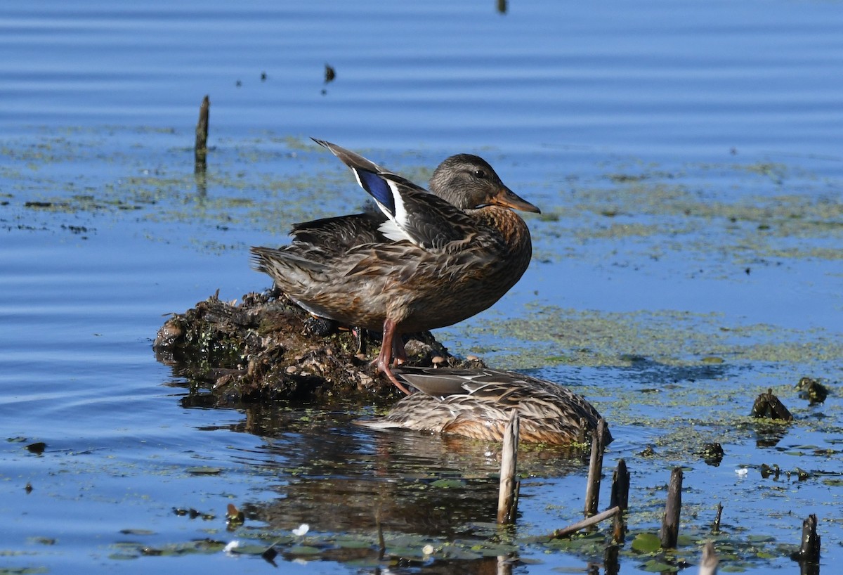 Mallard - ML622234051