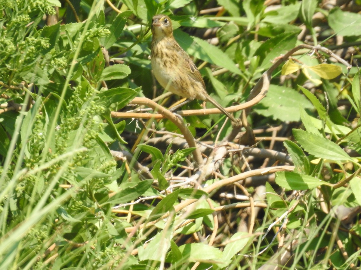 Seaside Sparrow - ML622234052