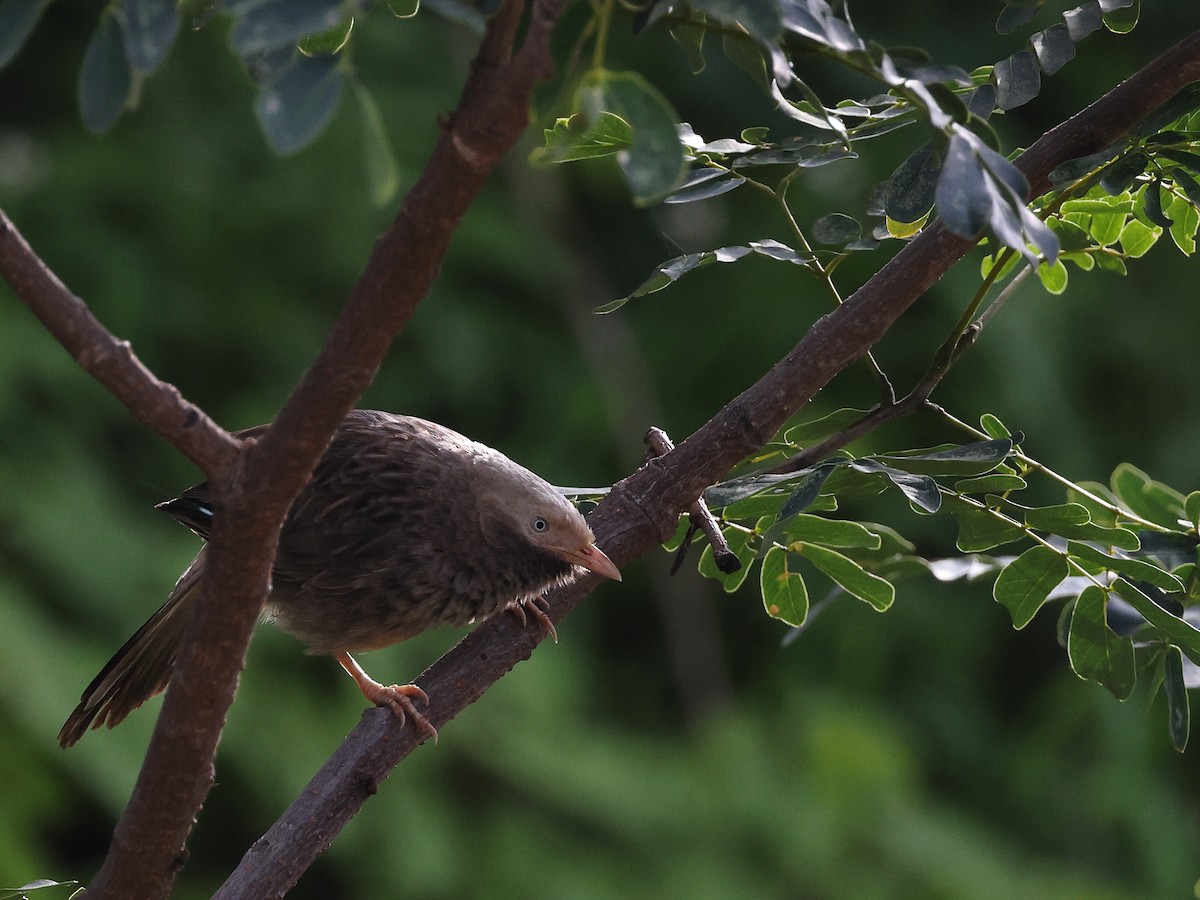 Yellow-billed Babbler - ML622234055