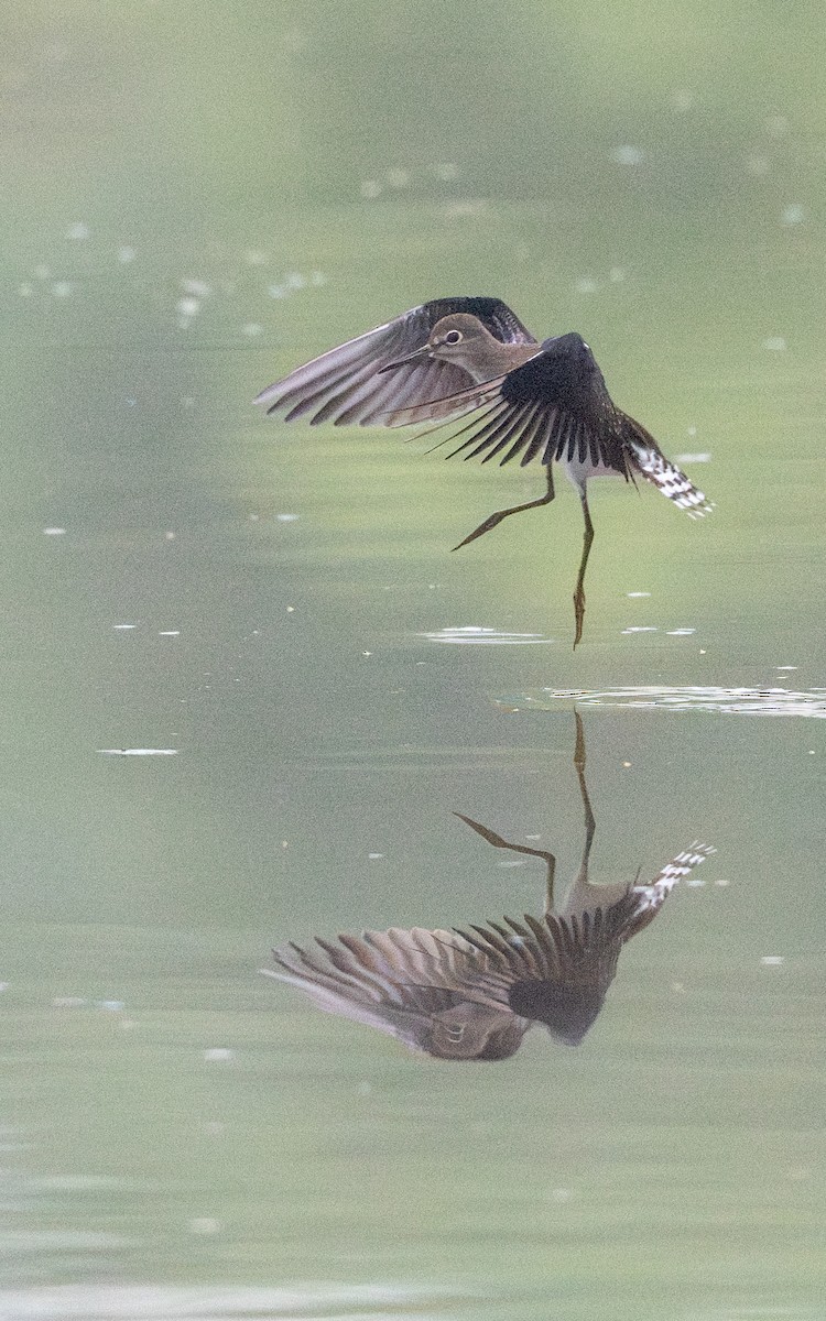 Solitary Sandpiper - ML622234056