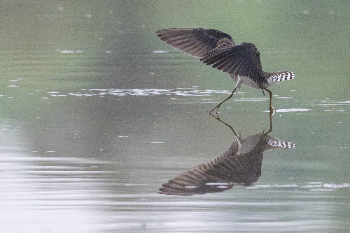 Solitary Sandpiper - ML622234057