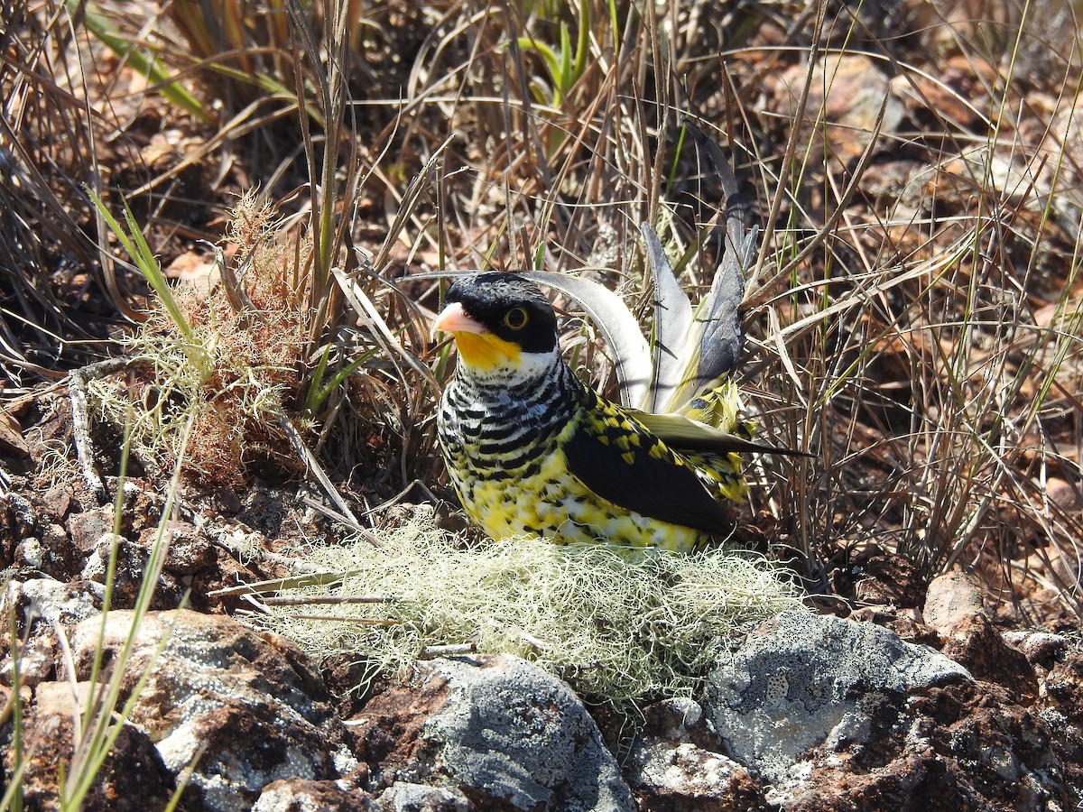 Swallow-tailed Cotinga (Palkachupa) - ML622234058