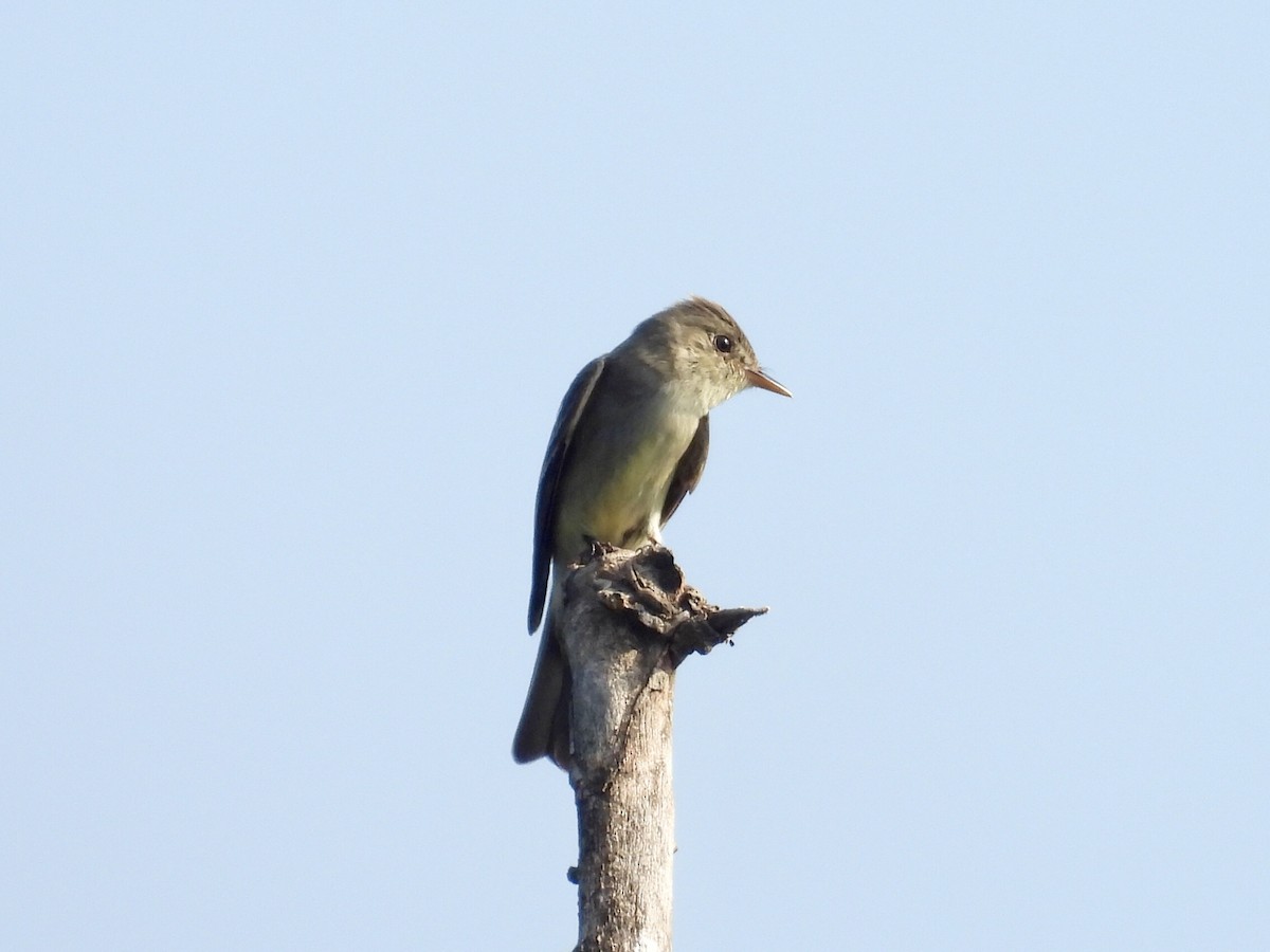 Eastern Wood-Pewee - ML622234059