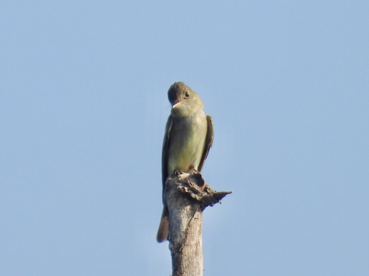 Eastern Wood-Pewee - ML622234060