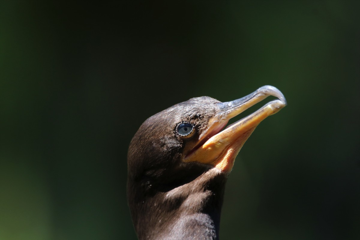 Neotropic Cormorant - ML622234061