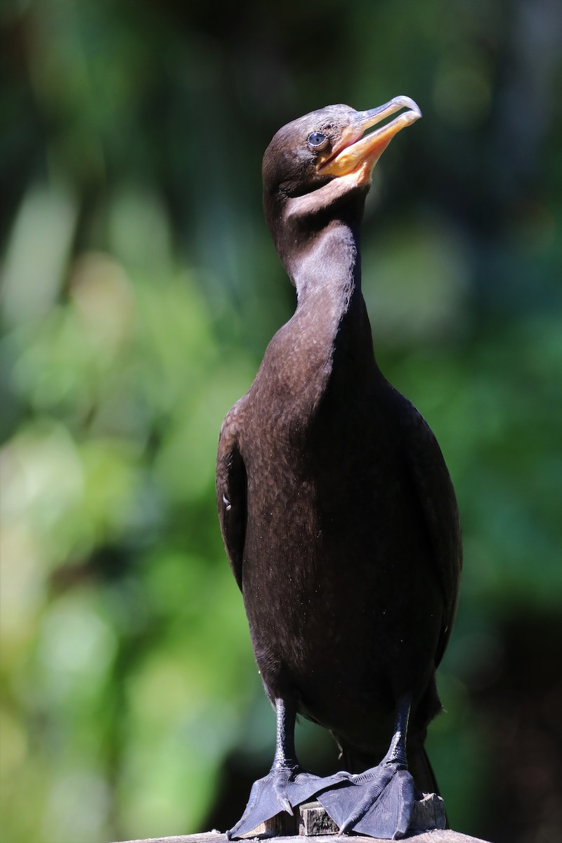 Neotropic Cormorant - ML622234062