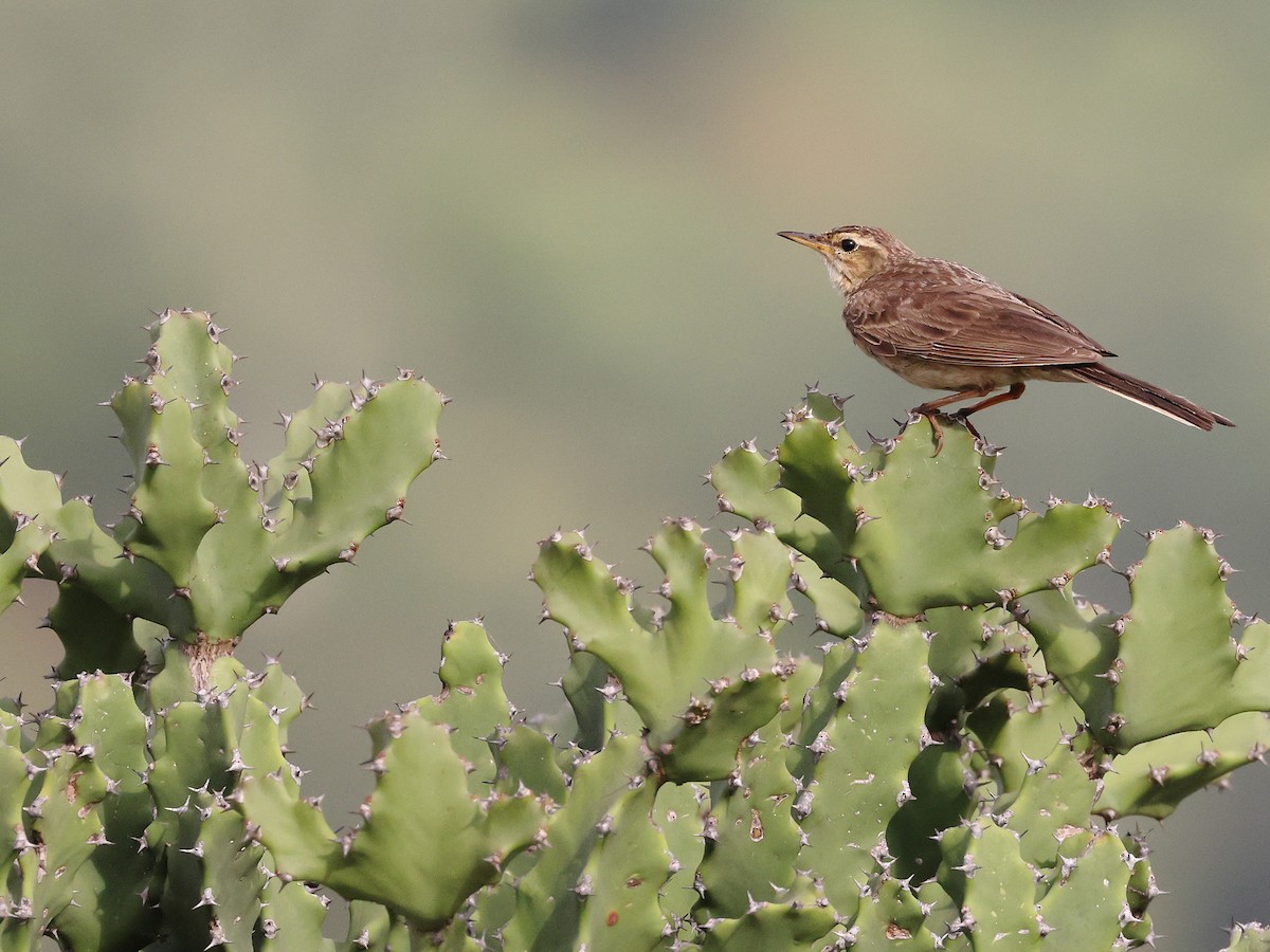 Long-billed Pipit - ML622234063