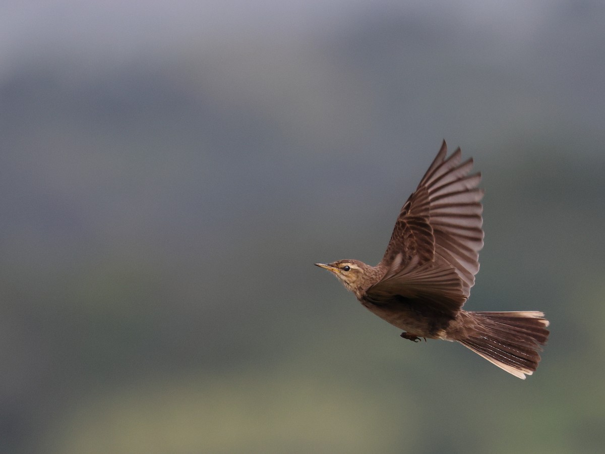 Long-billed Pipit - ML622234064